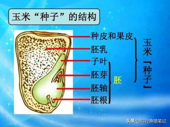 一起探寻嫩玉米钓鱼最佳方法，这种挂钩和调钓技巧值得留意  -图1