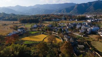 高质量发展调研行｜黄山茶叶香飘四海 国际友人纷至沓来  -图1